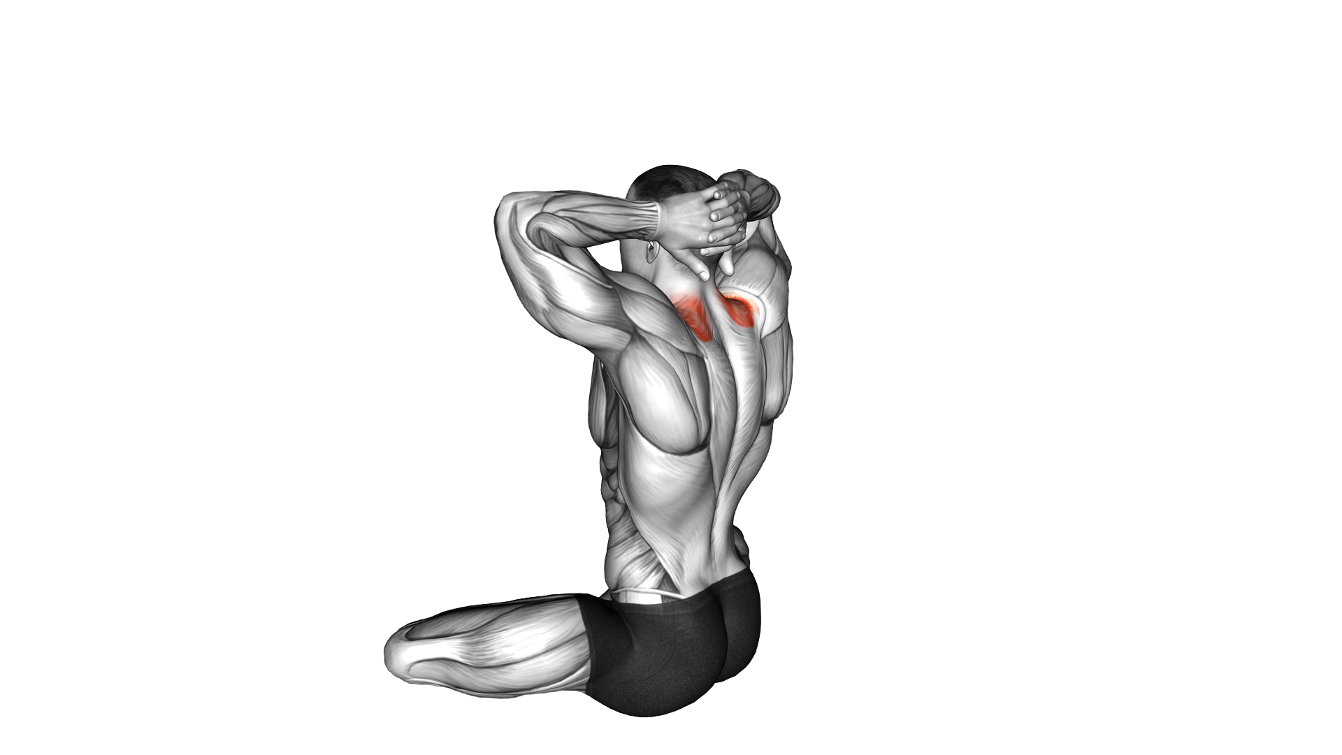 Seated Neck Stretch exercise demonstration