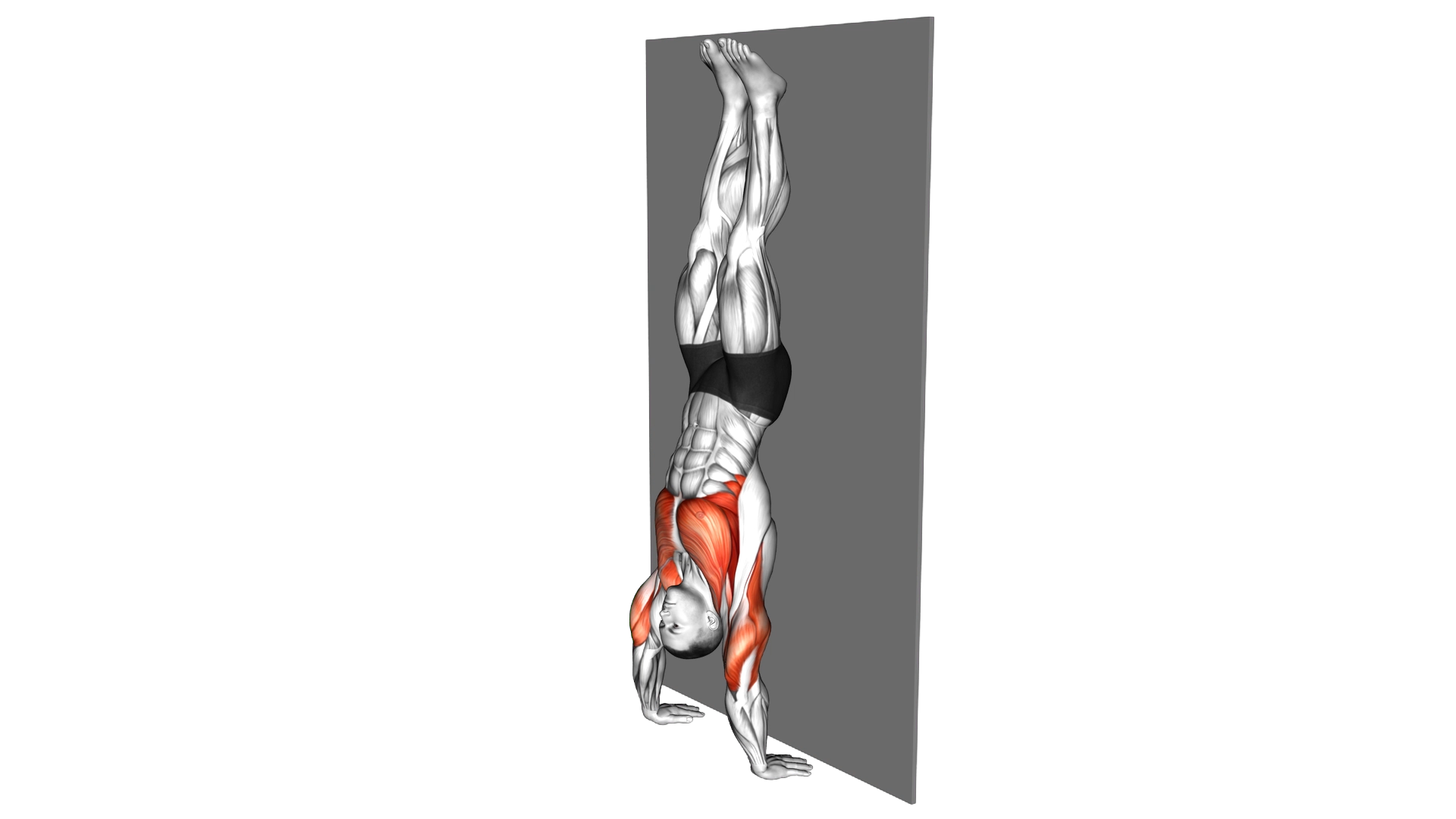 Handstand Push Up exercise demonstration