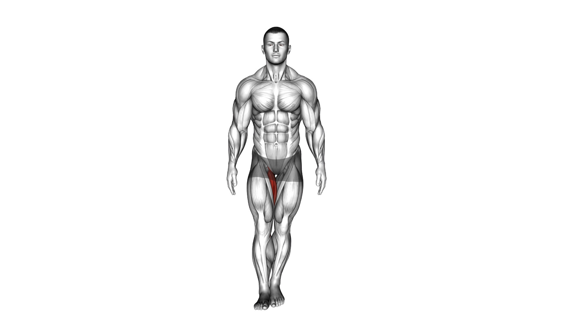 Standing Hip Adduction exercise demonstration