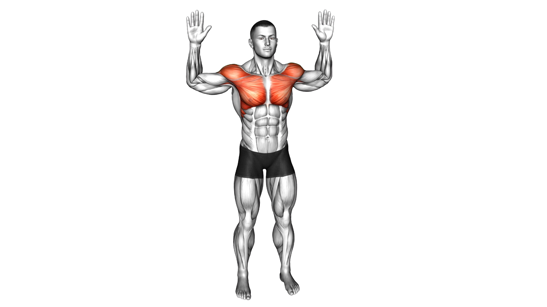 Bodyweight Standing Fly exercise demonstration