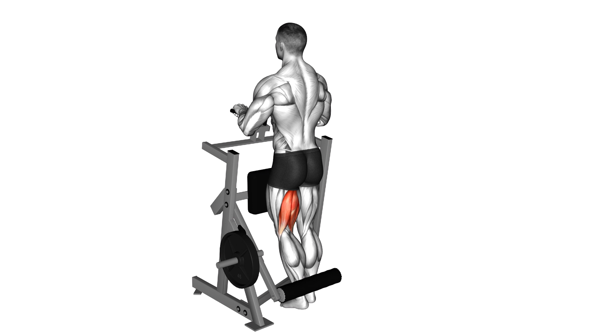 Lever Standing Single Leg Curl (plate loaded) exercise demonstration