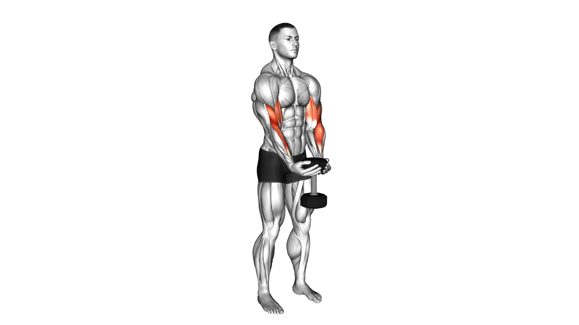 Dumbbell Waiter Biceps Curl exercise demonstration
