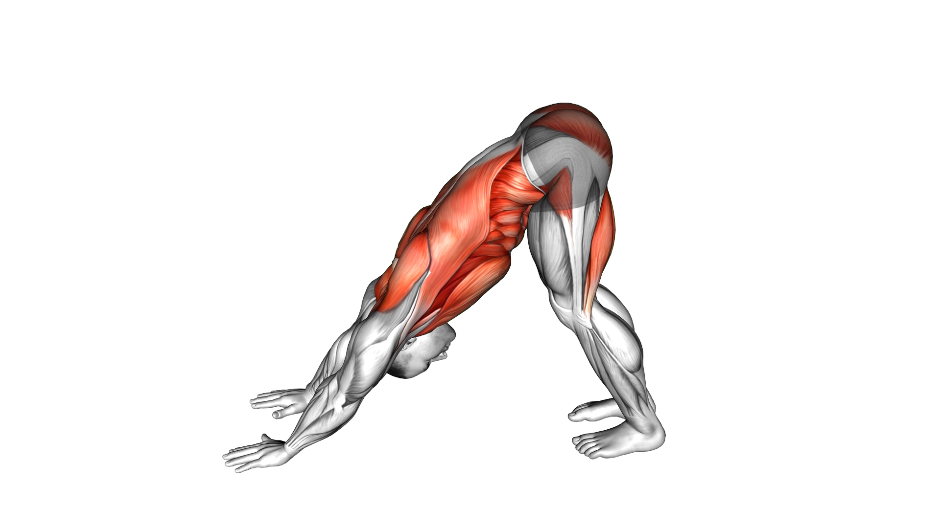 Downward Dog exercise demonstration