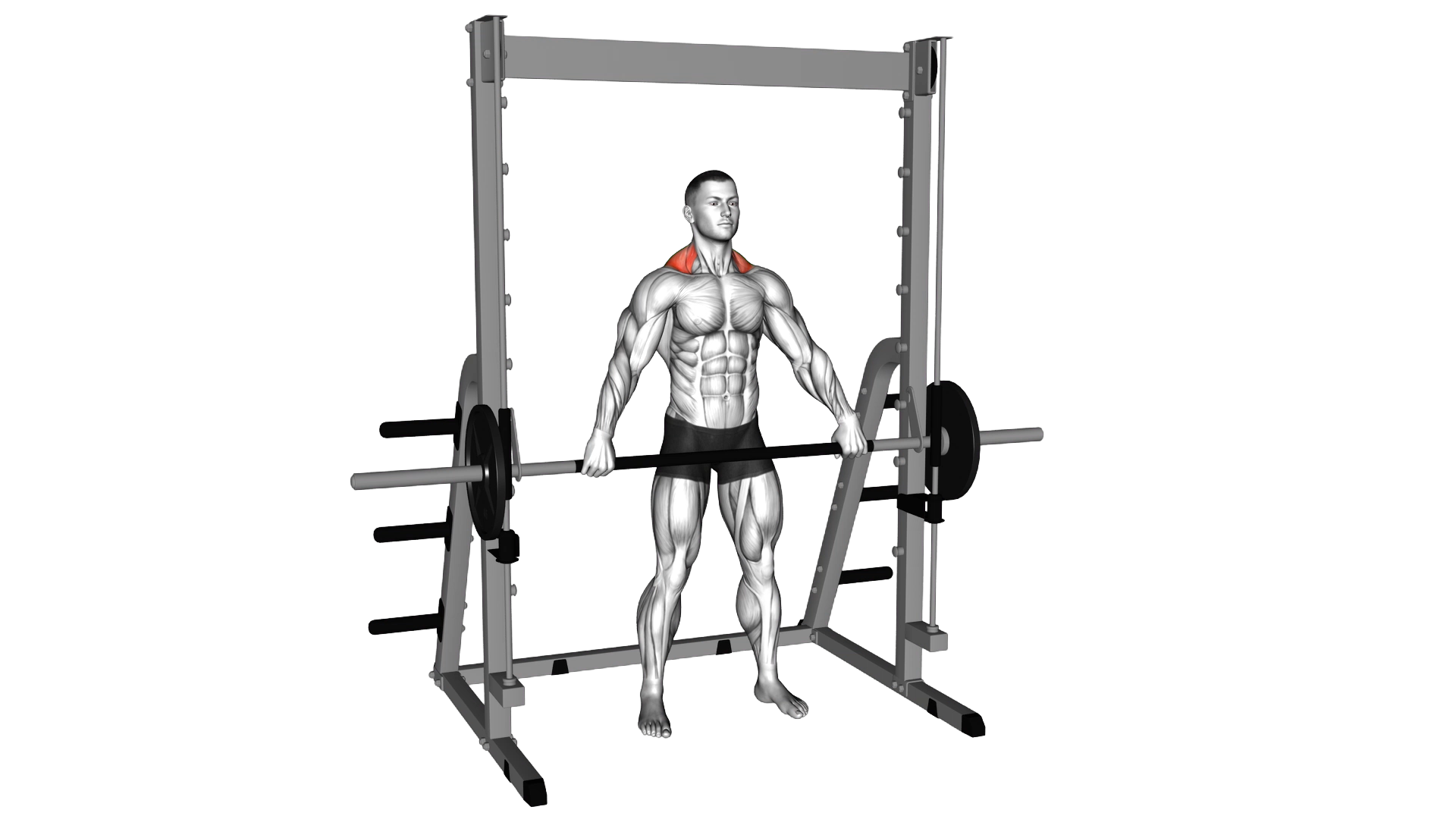 Smith Wide Shrug exercise thumbnail