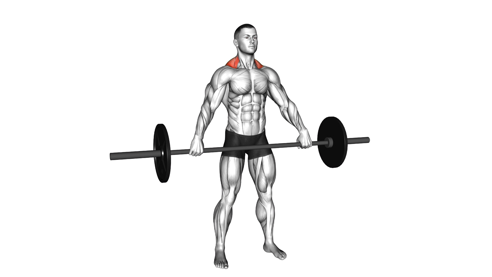 Barbell Wide Shrug exercise demonstration