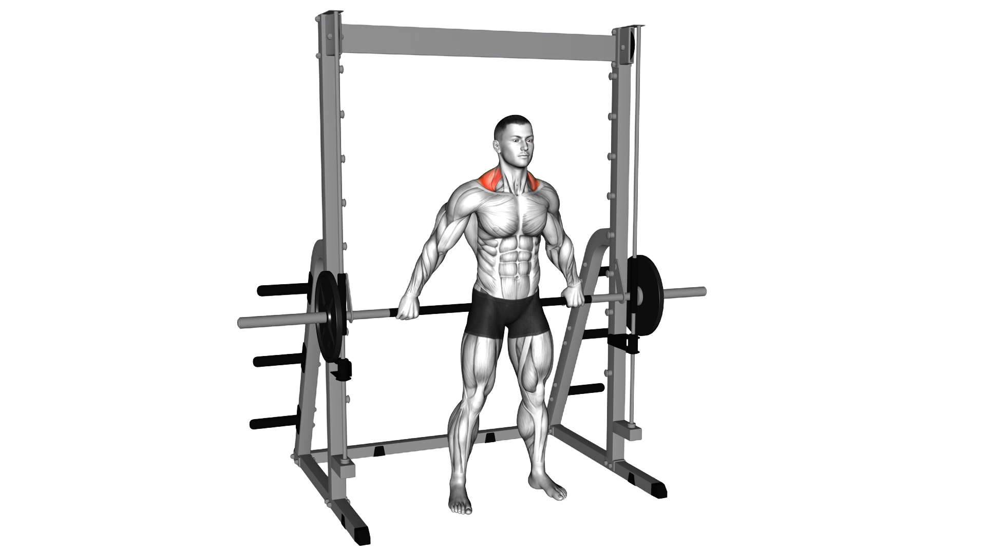 Smith Back Wide Shrug exercise thumbnail