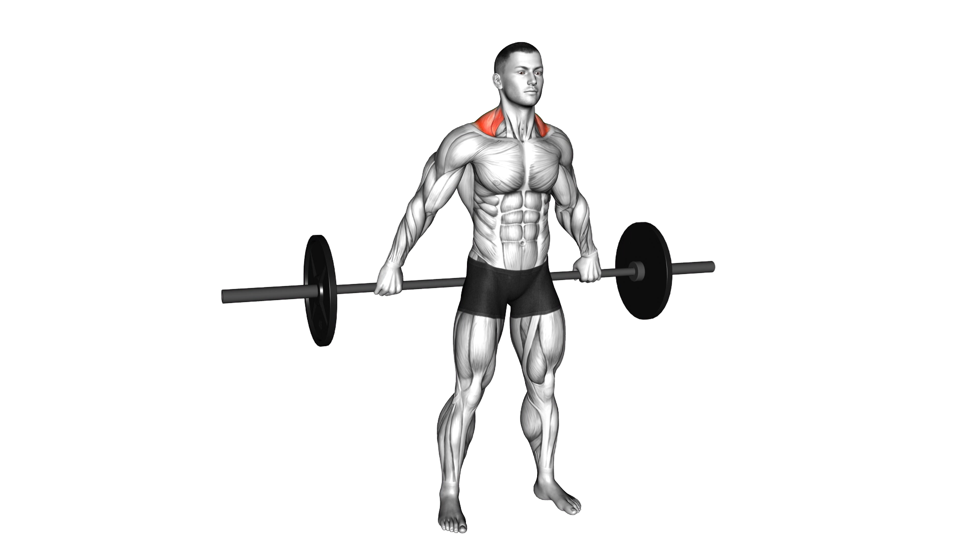 Barbell Back Wide Shrug exercise demonstration