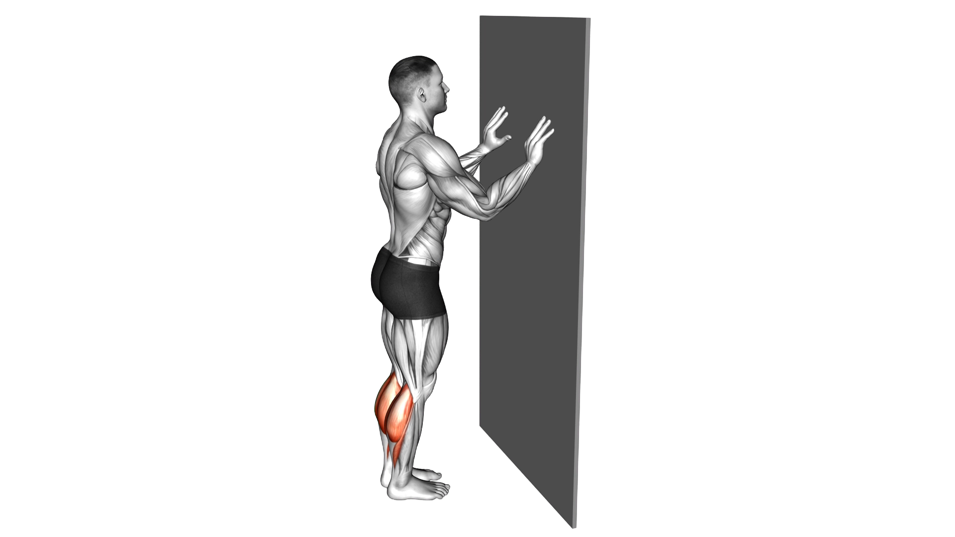 Calf Raise with Wall Support exercise demonstration