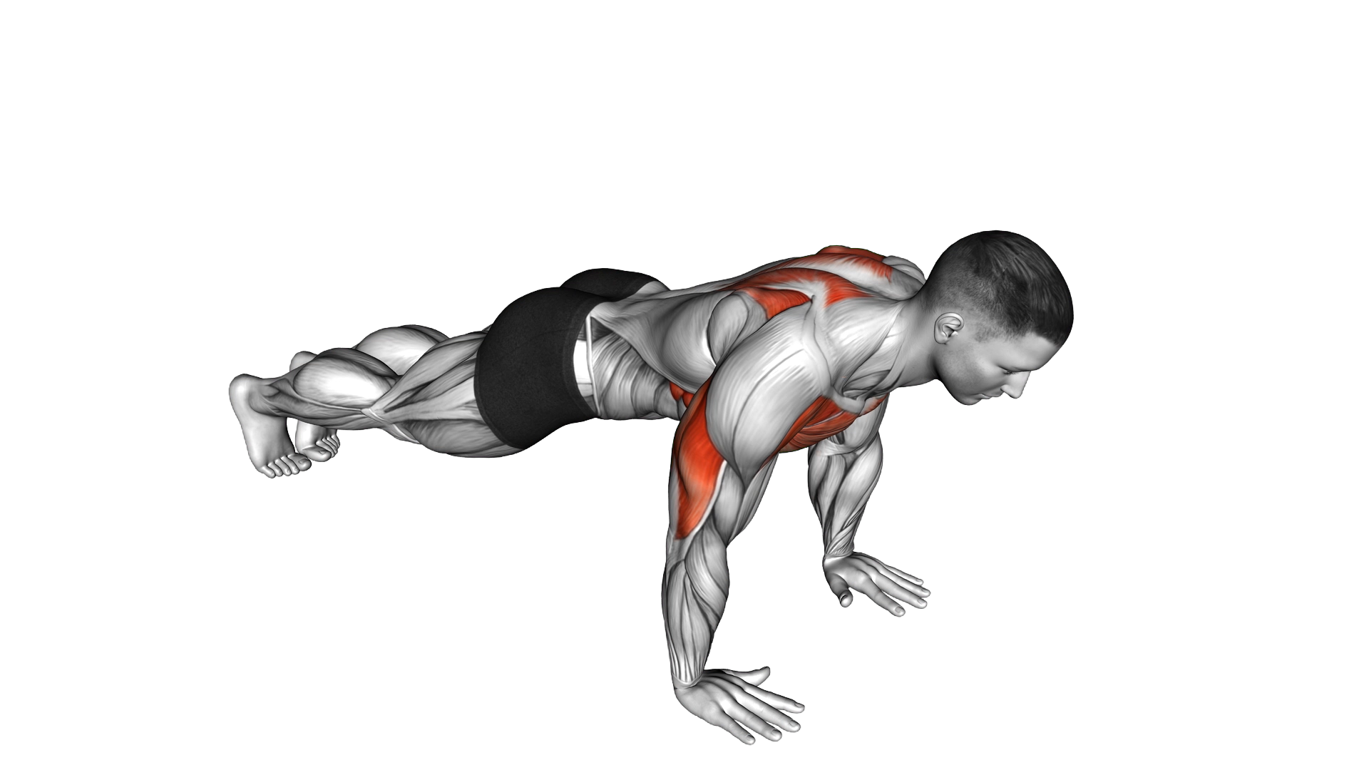Hands Release Push up exercise demonstration