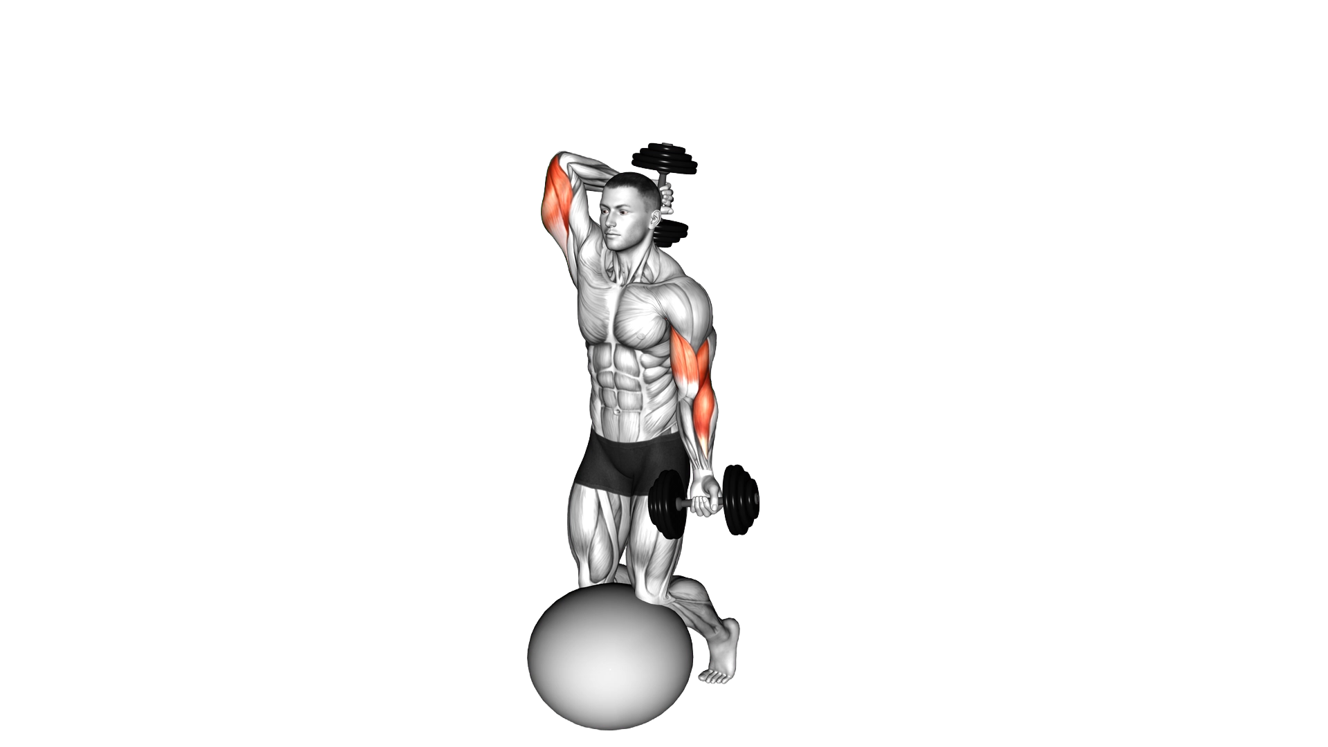 Dumbbell Biceps Curl with Overhead Extension on St exercise demonstration