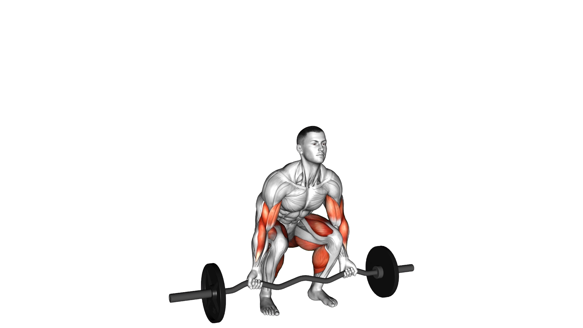 EZ bar Deadlift with Biceps Curl exercise demonstration
