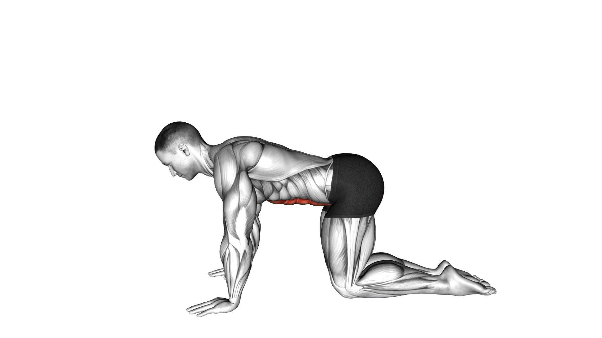 Kneeling Abdominal Draw In exercise demonstration