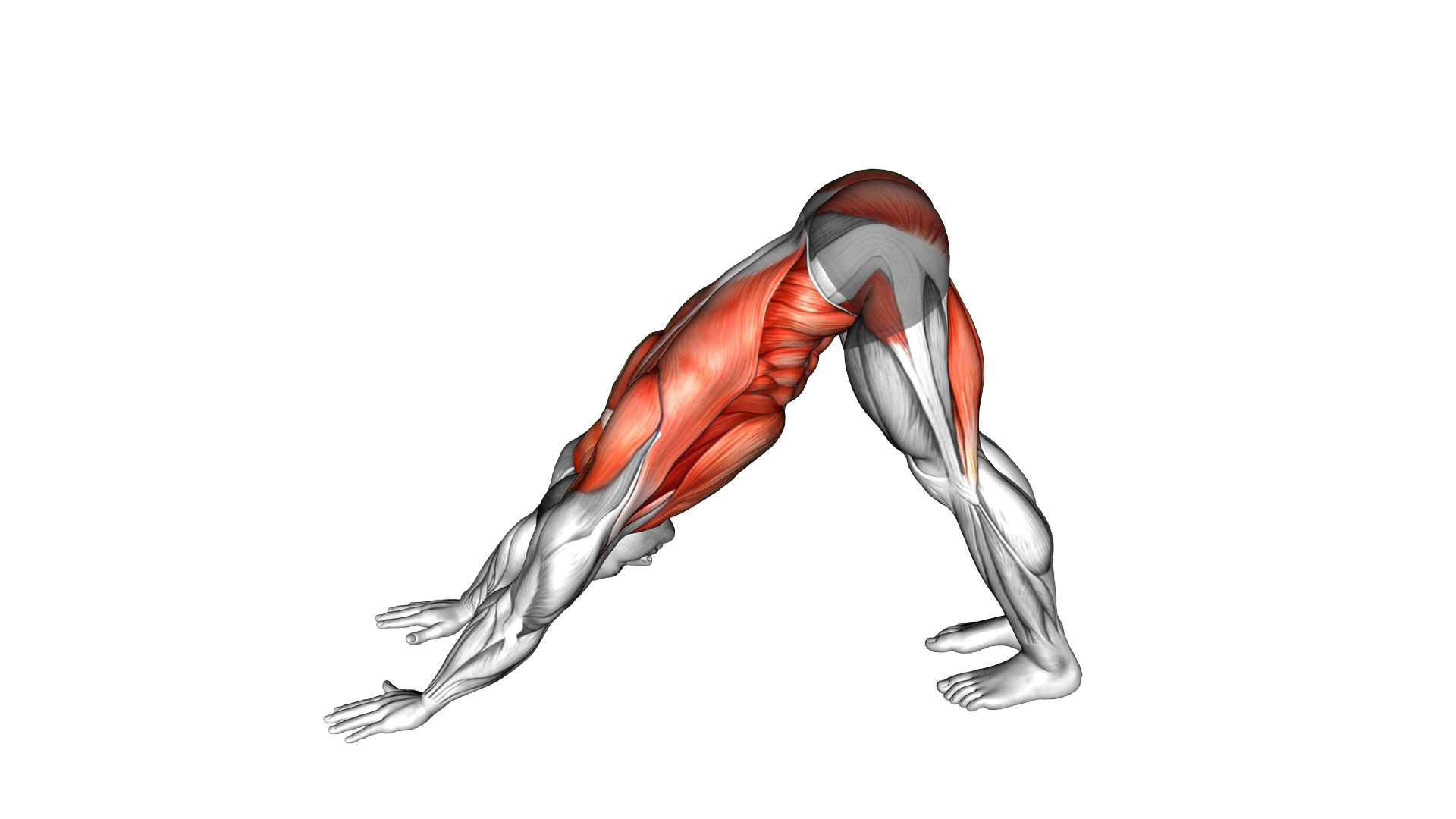 Alternating Leg Downward Dog exercise demonstration