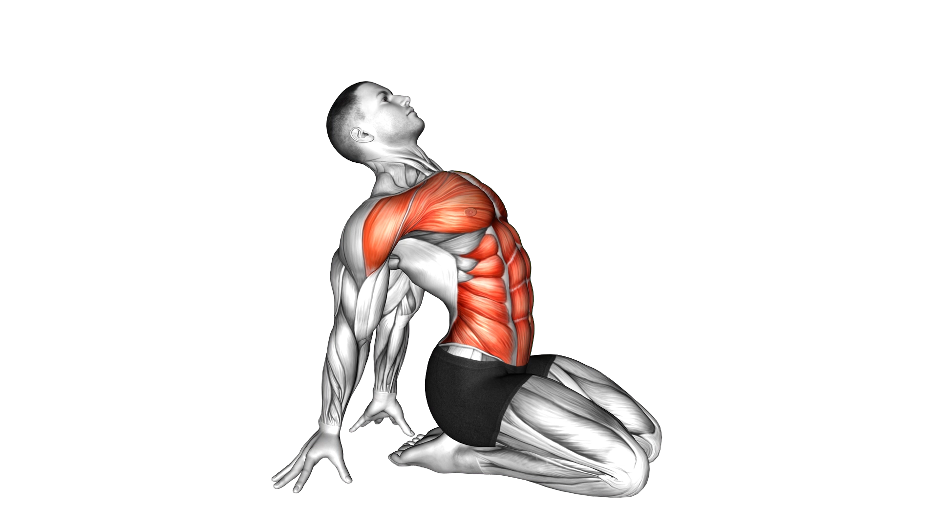 Seated Leaning Back Stretch exercise demonstration