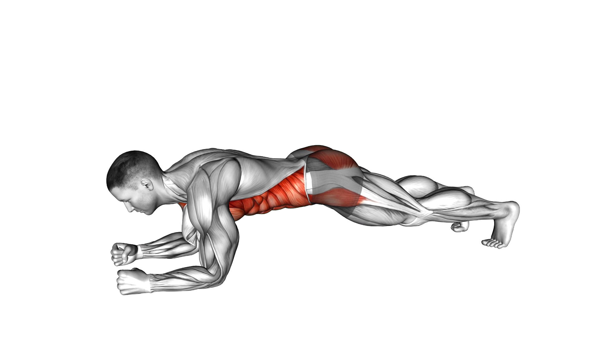 Plank Shoulder Tap exercise demonstration