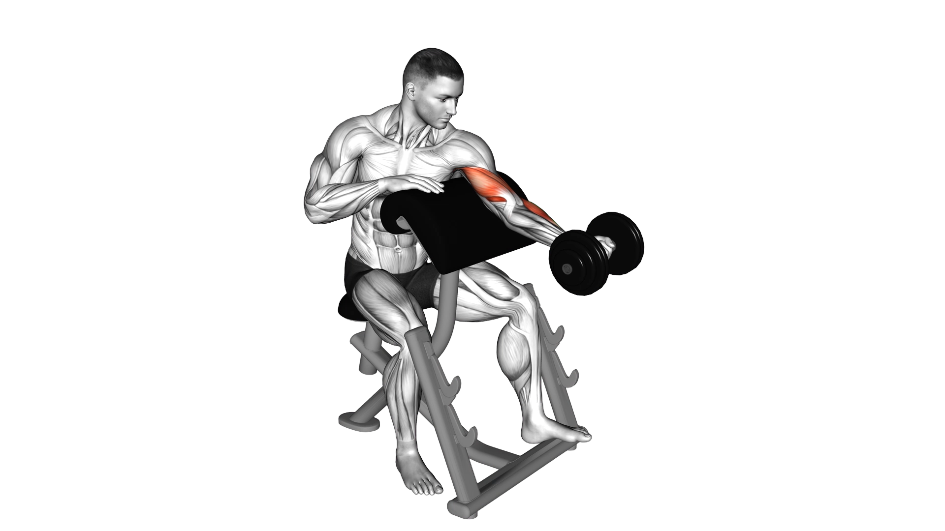 Dumbbell Preacher Curl (Turned Torso) exercise demonstration