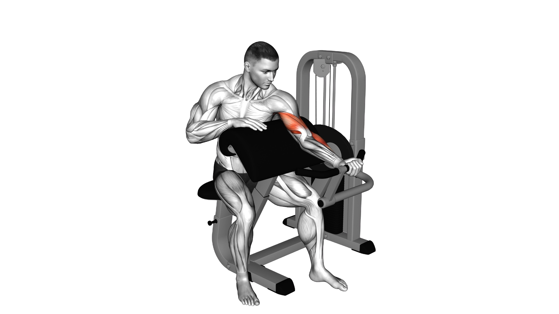Lever Preacher Curl (Turned Torso) exercise demonstration