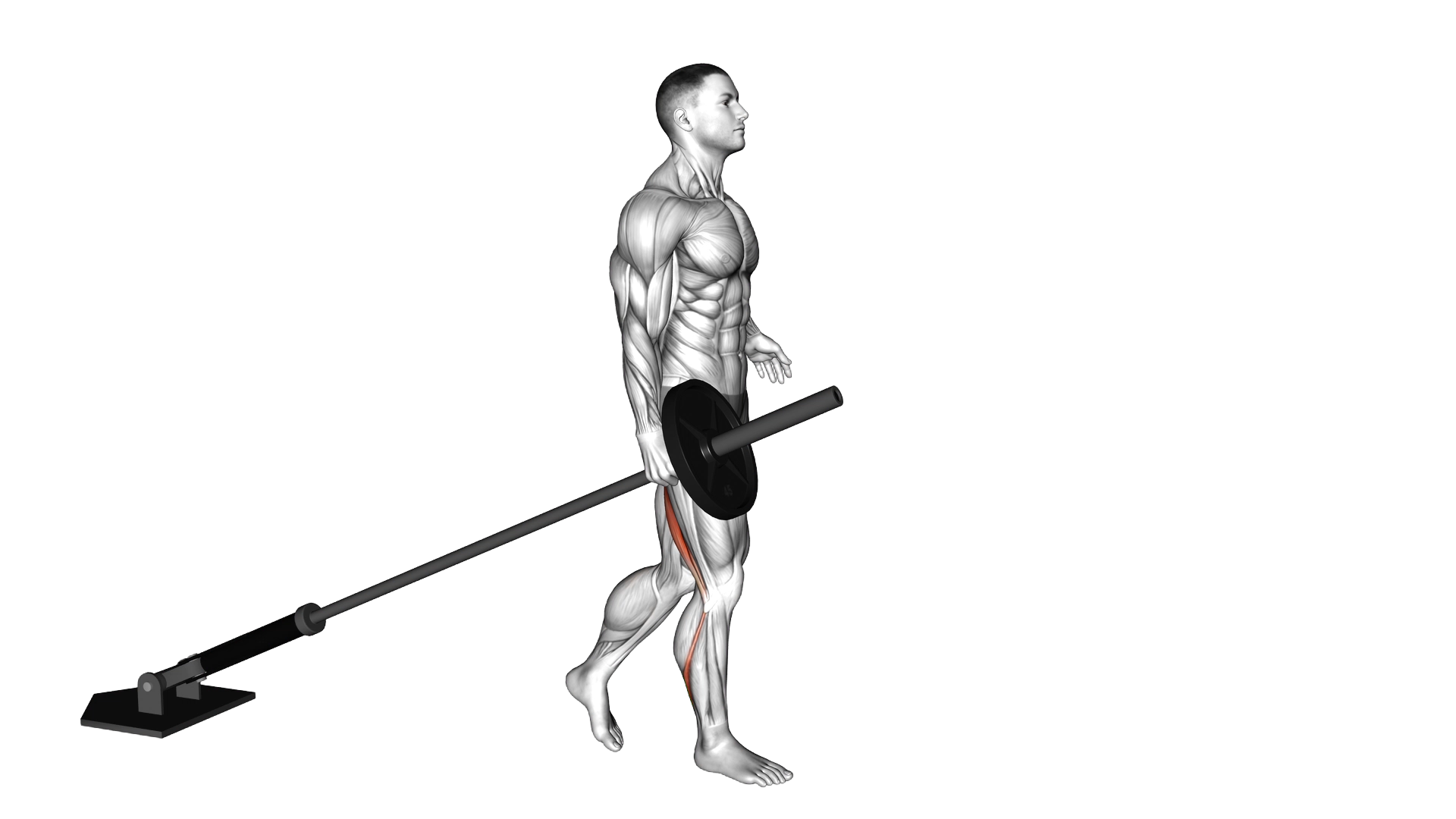 Landmine One Leg Stiff Leg Deadlift exercise demonstration