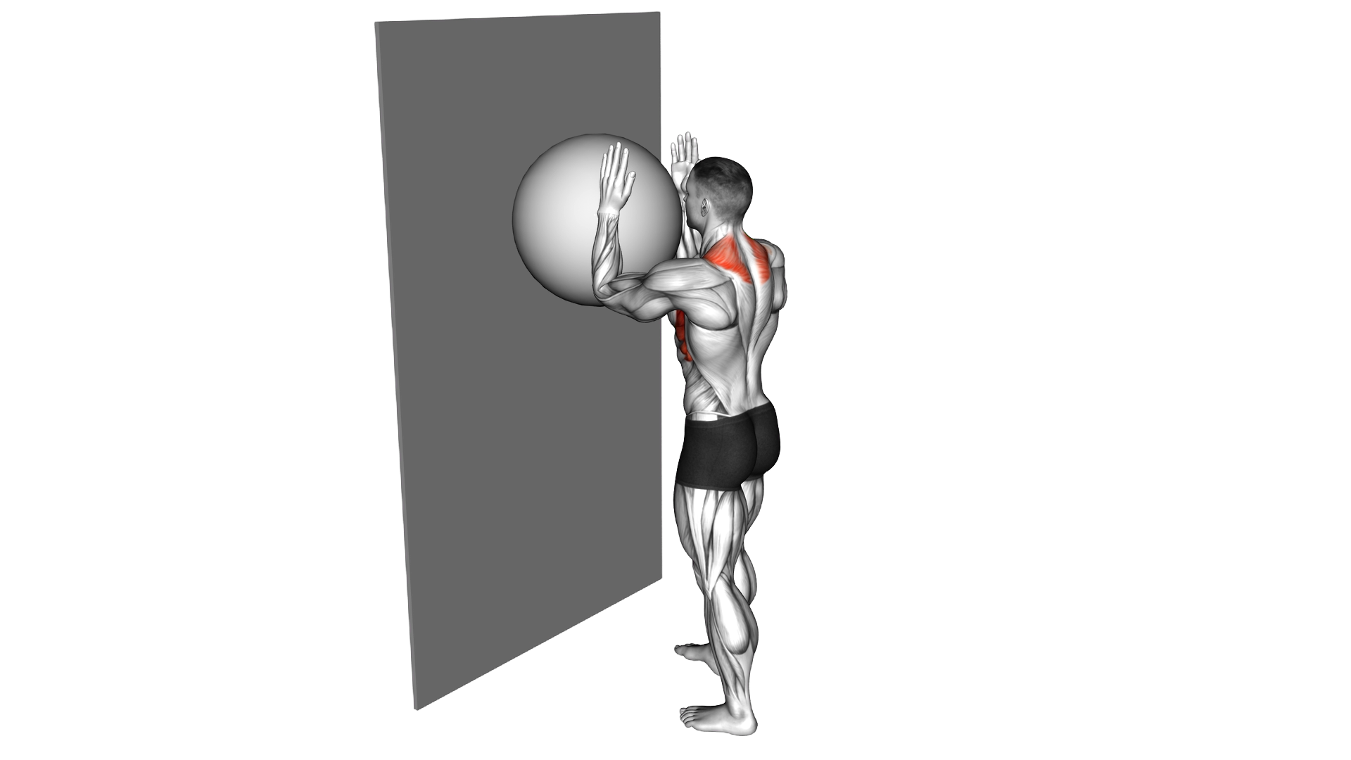Exercise Ball Serratus Wall Slide exercise demonstration
