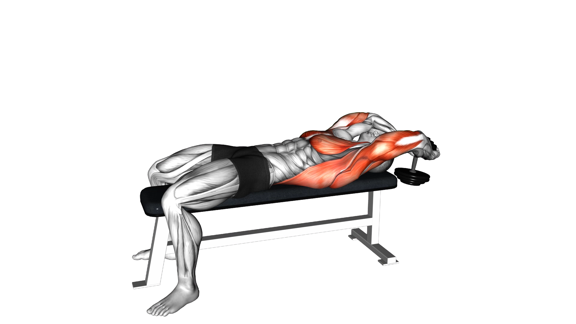 Dumbbell Pullover exercise demonstration