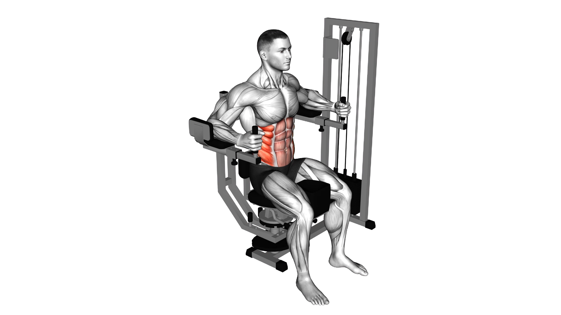 Lever Trunk Rotation exercise demonstration