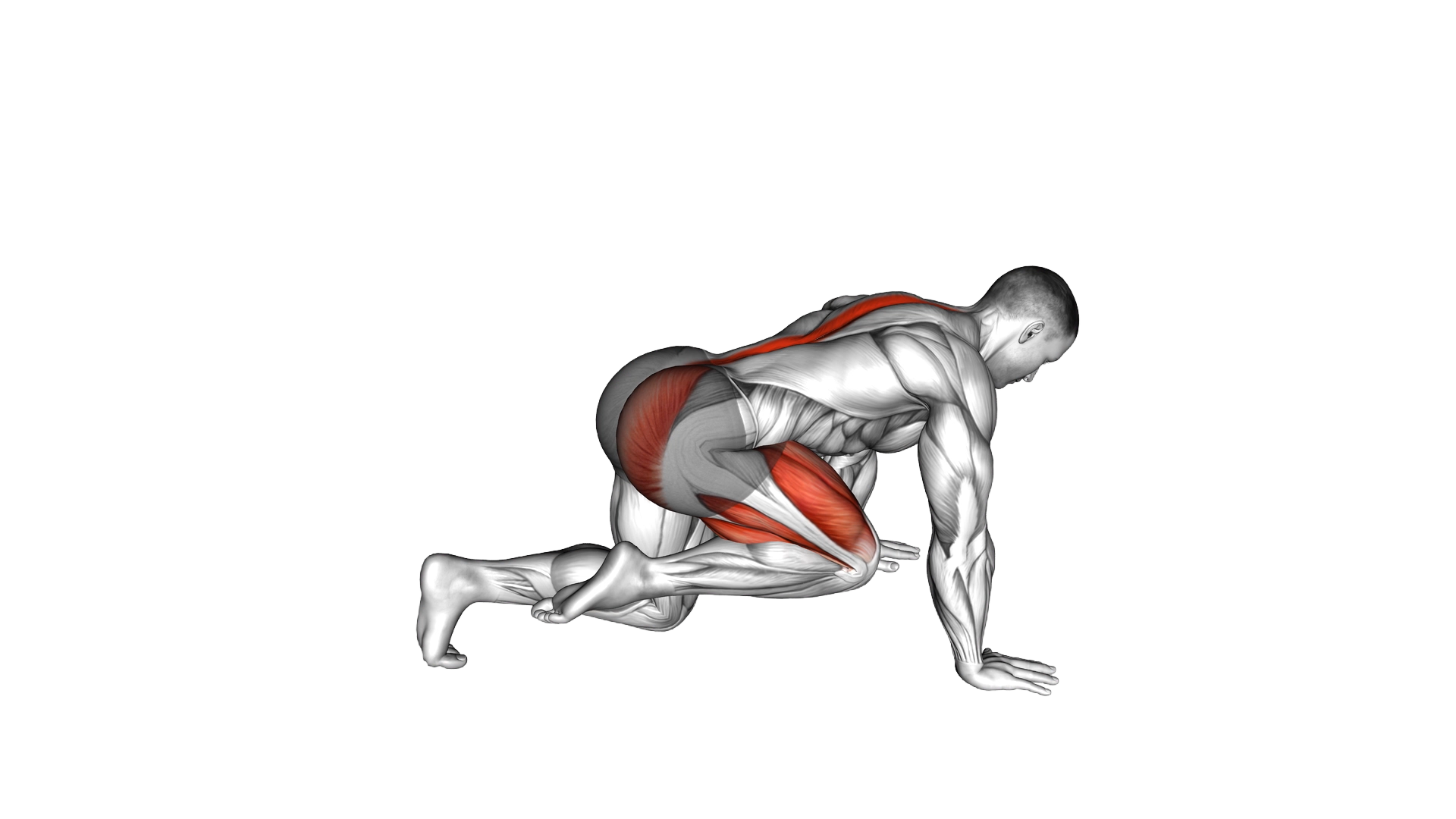 Kneeling Back Leg Lift exercise demonstration