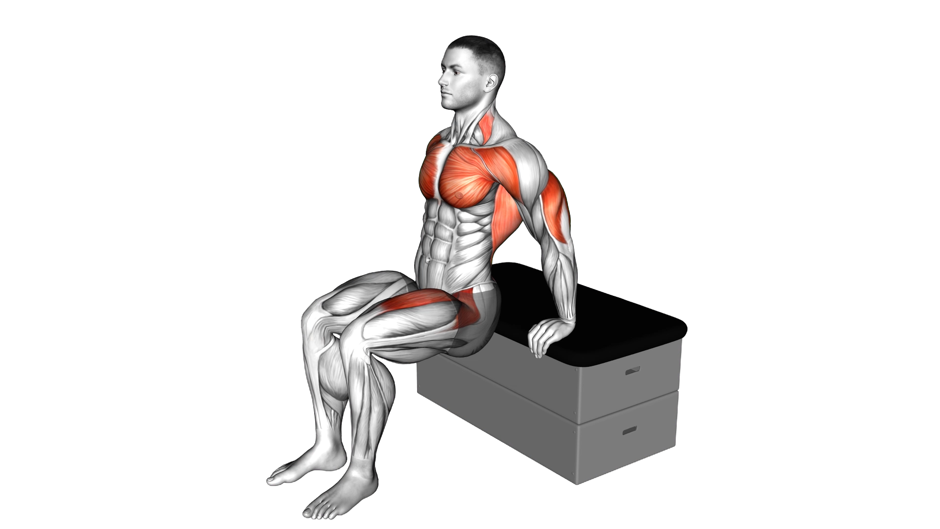 Dip Leg Raise a padded stool Supported exercise thumbnail