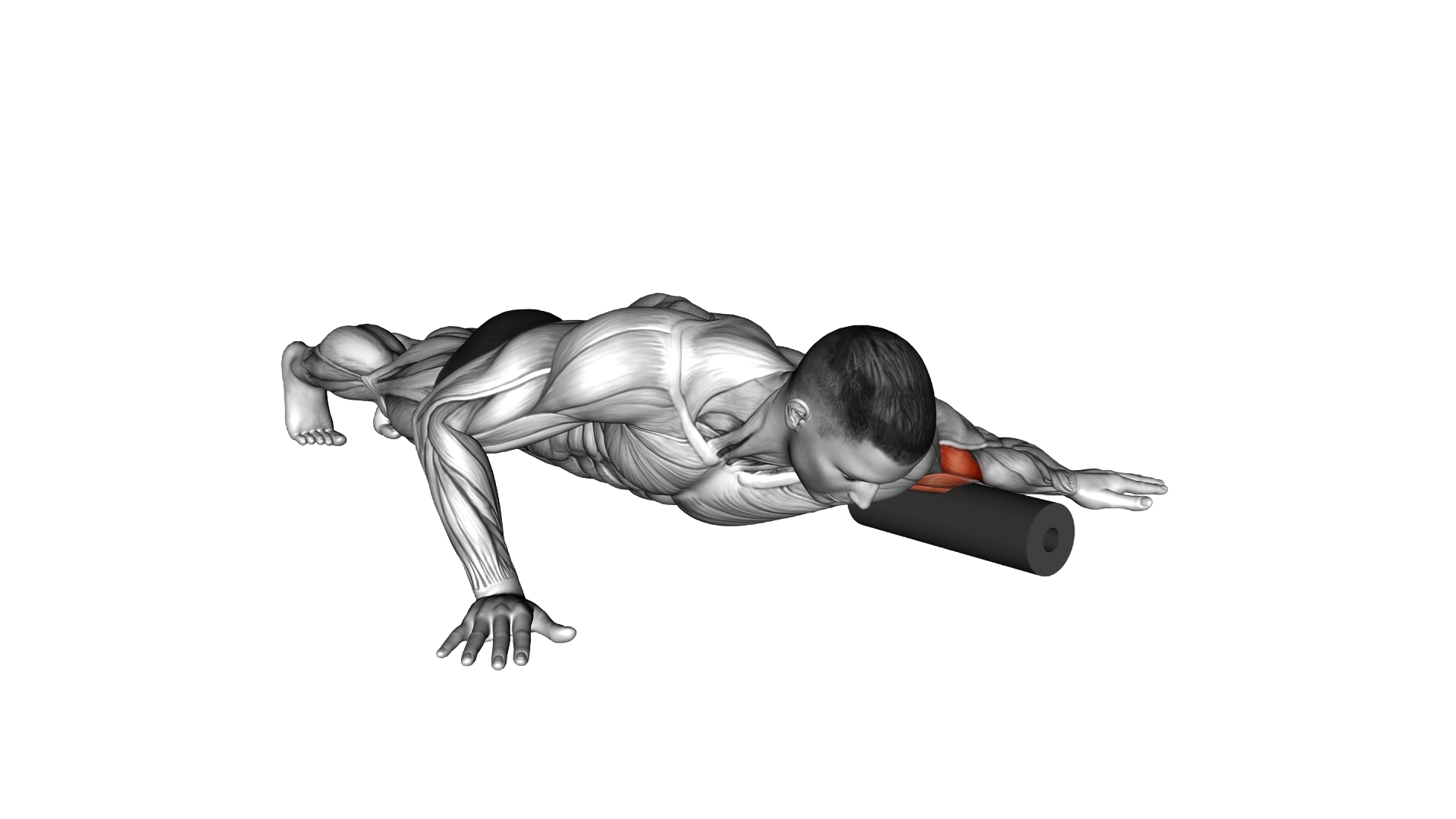 Roll Biceps Lying on Floor exercise demonstration