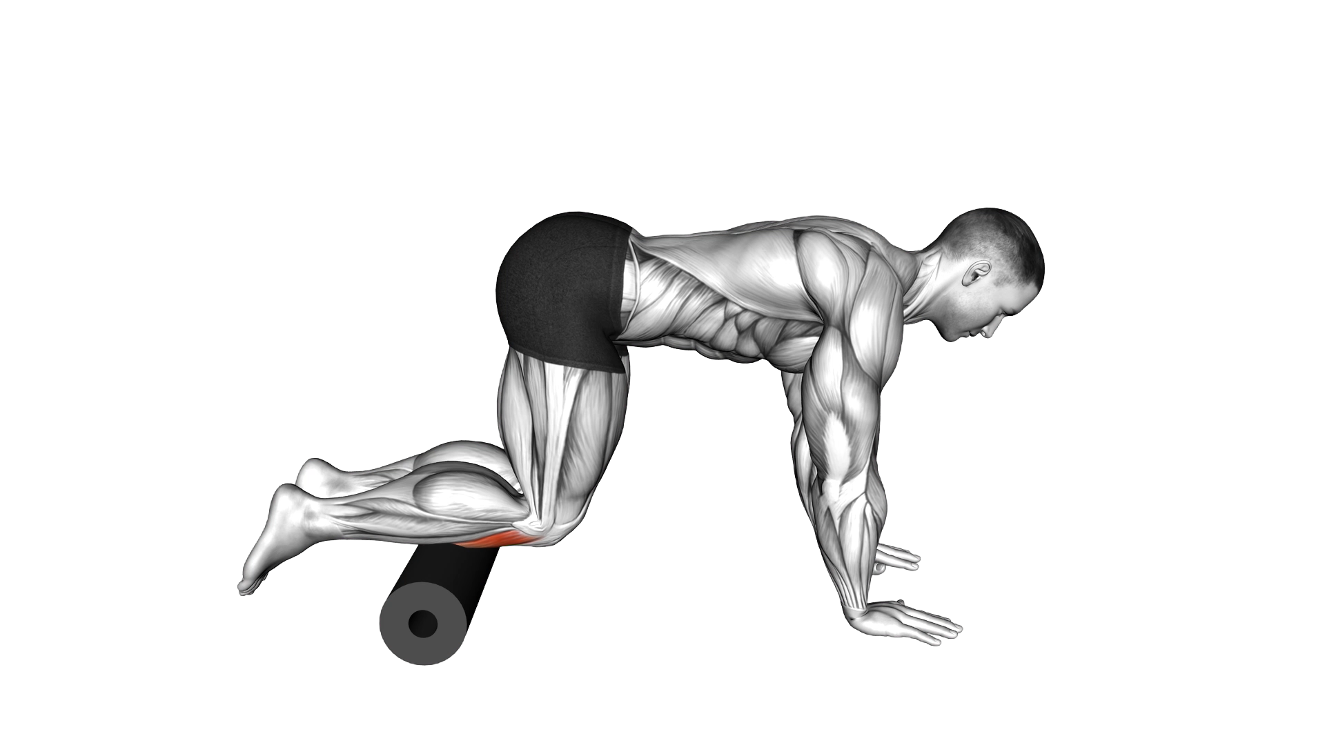 Roll Tibialis Anterior exercise demonstration