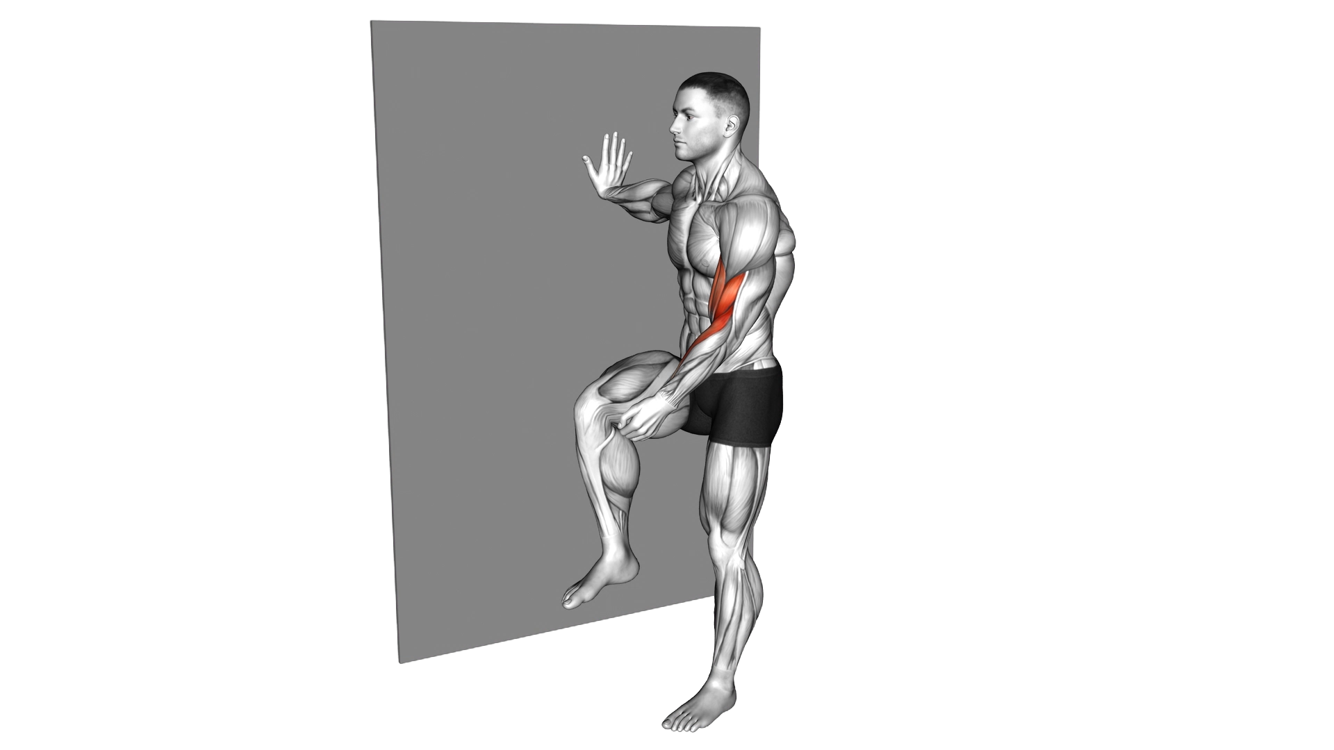 Standing Biceps Curl (with leg) exercise demonstration