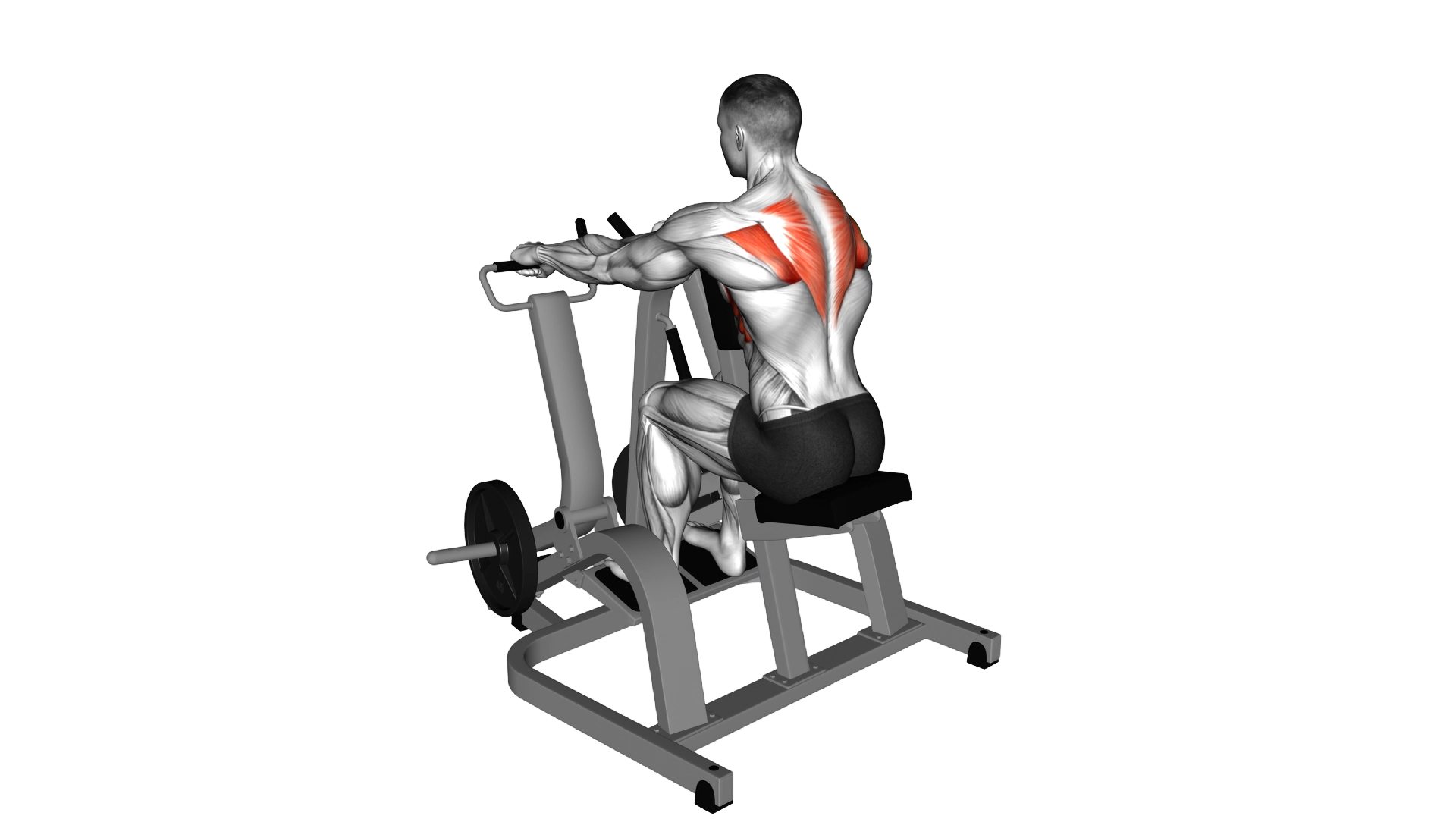 Lever Pronated Grip Seated Scapular Retraction Shr exercise demonstration