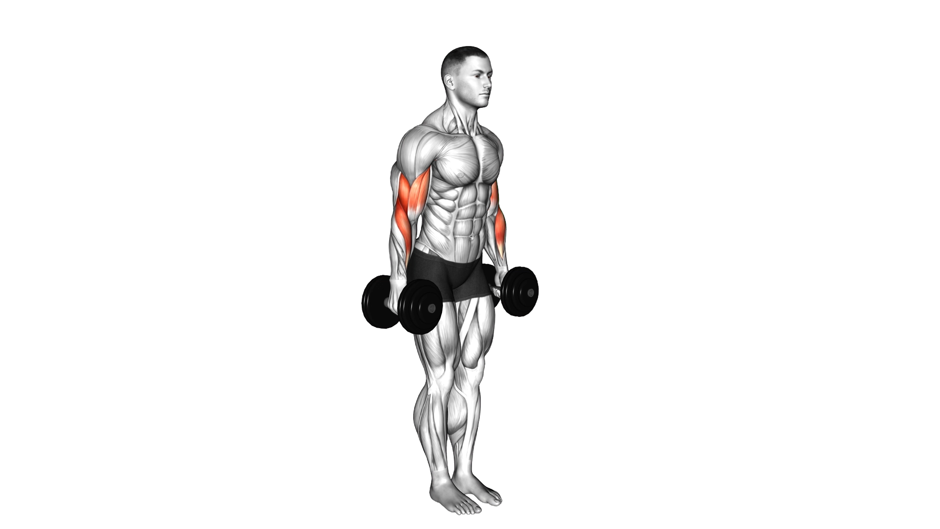 Dumbbell Standing Drag Curl exercise demonstration
