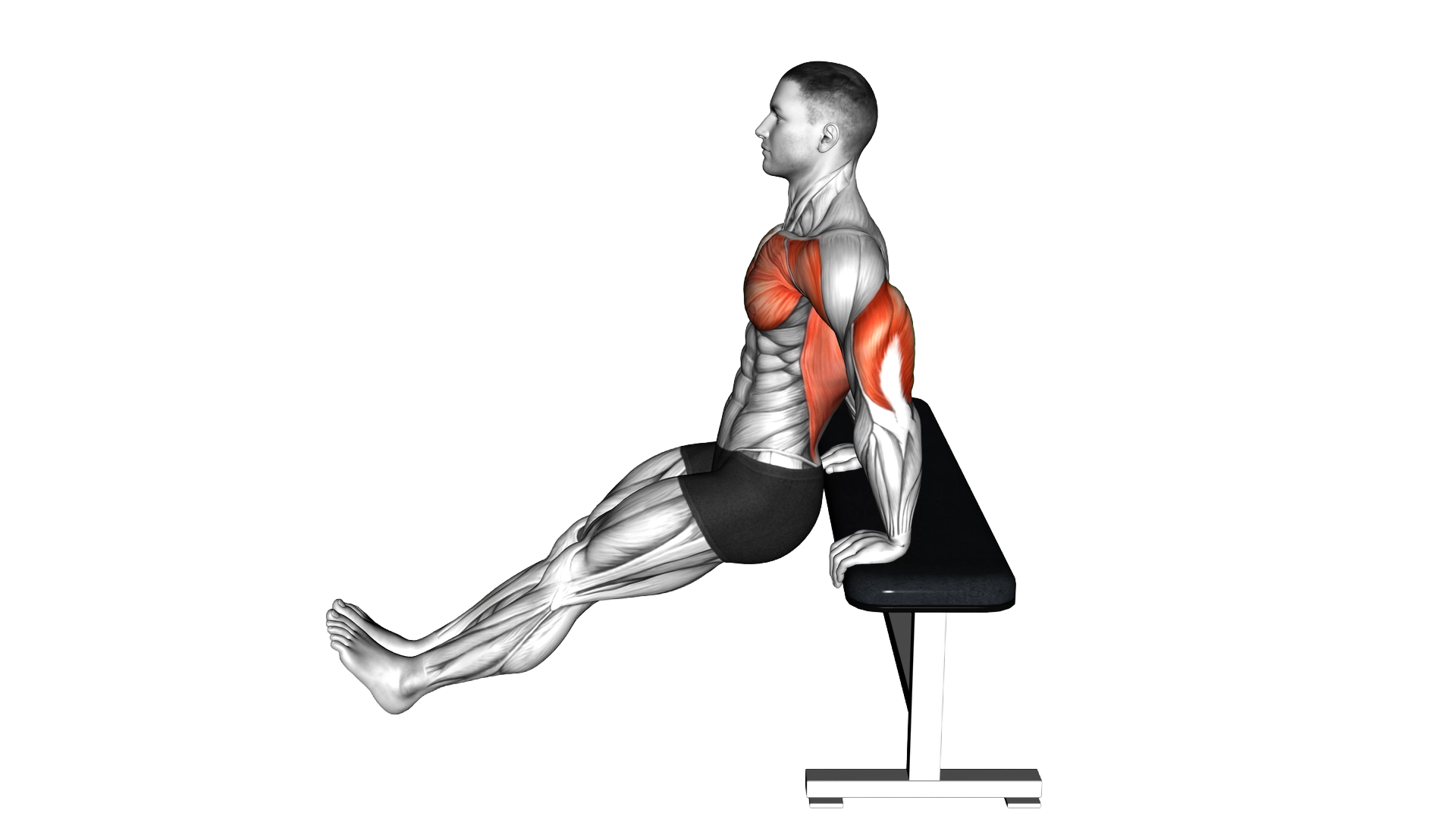 Chest Dip on Bench exercise thumbnail