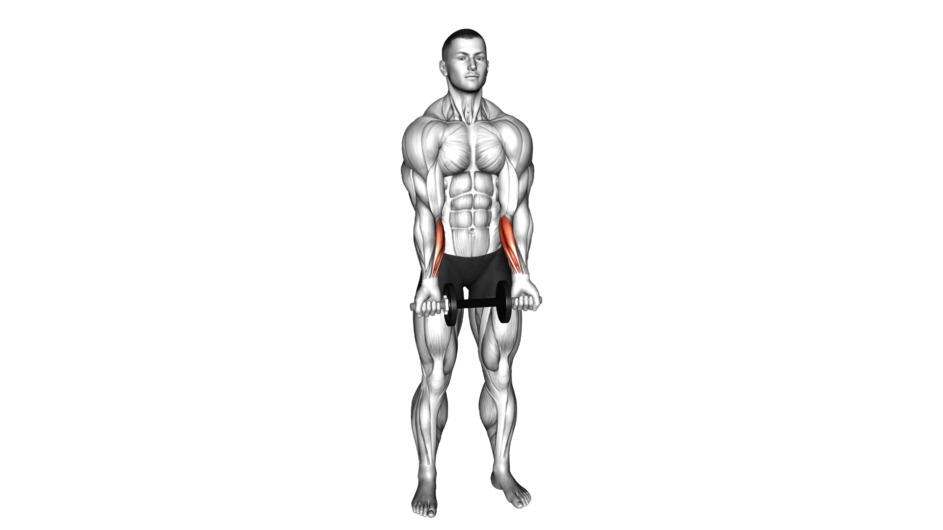 Dumbbell Standing Wrist Curl exercise demonstration