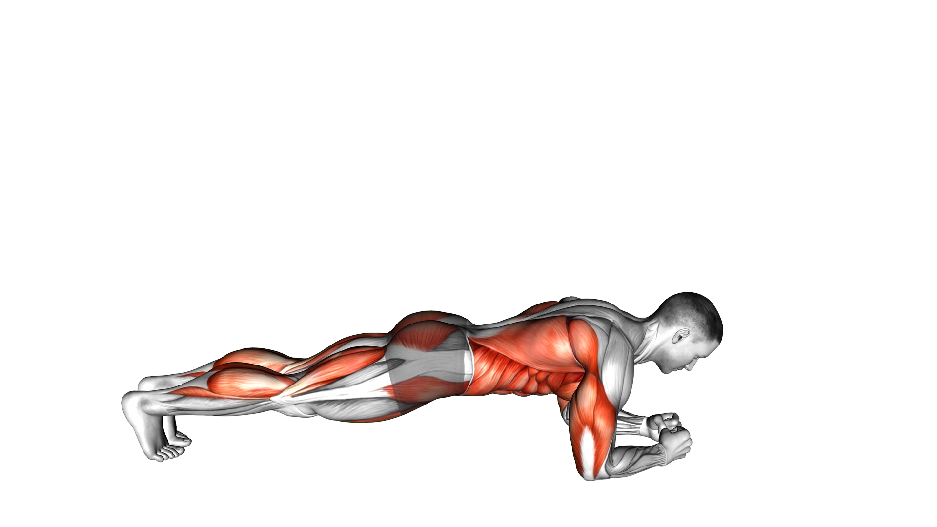 Front Plank with Arm and Leg Lift exercise demonstration