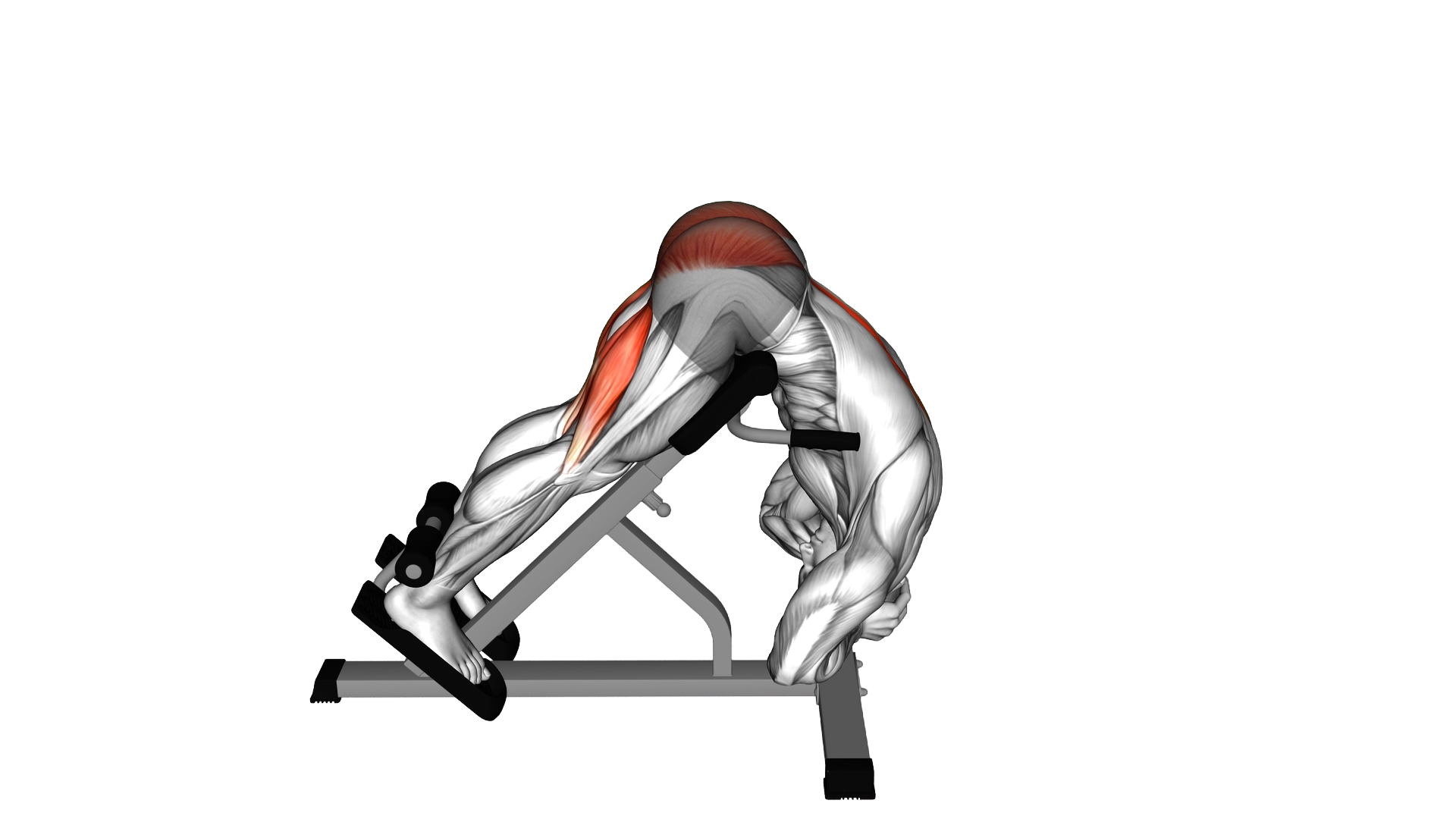 Rounded Back Extension exercise demonstration