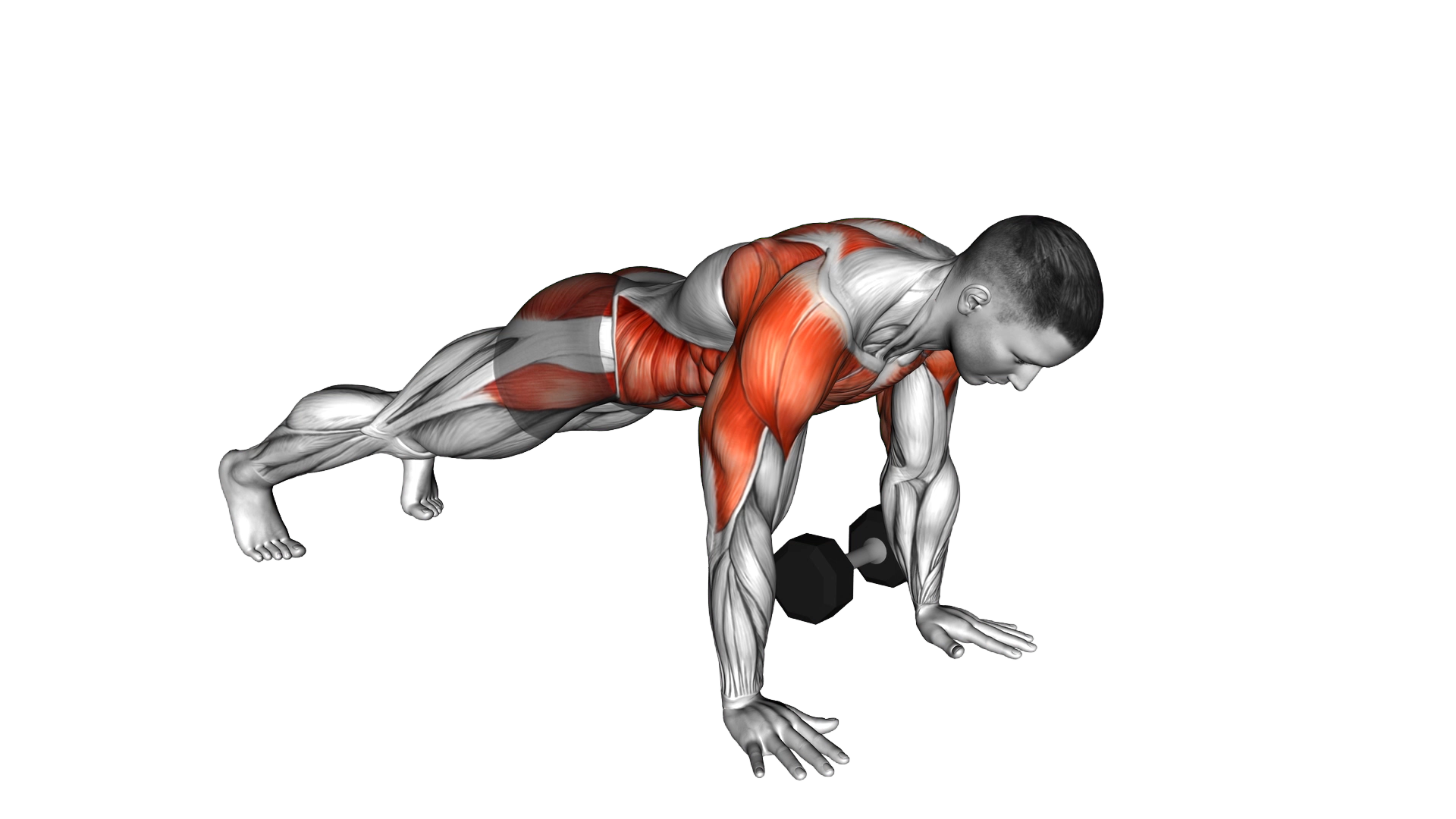 Dumbbell Plank Pass Through exercise demonstration