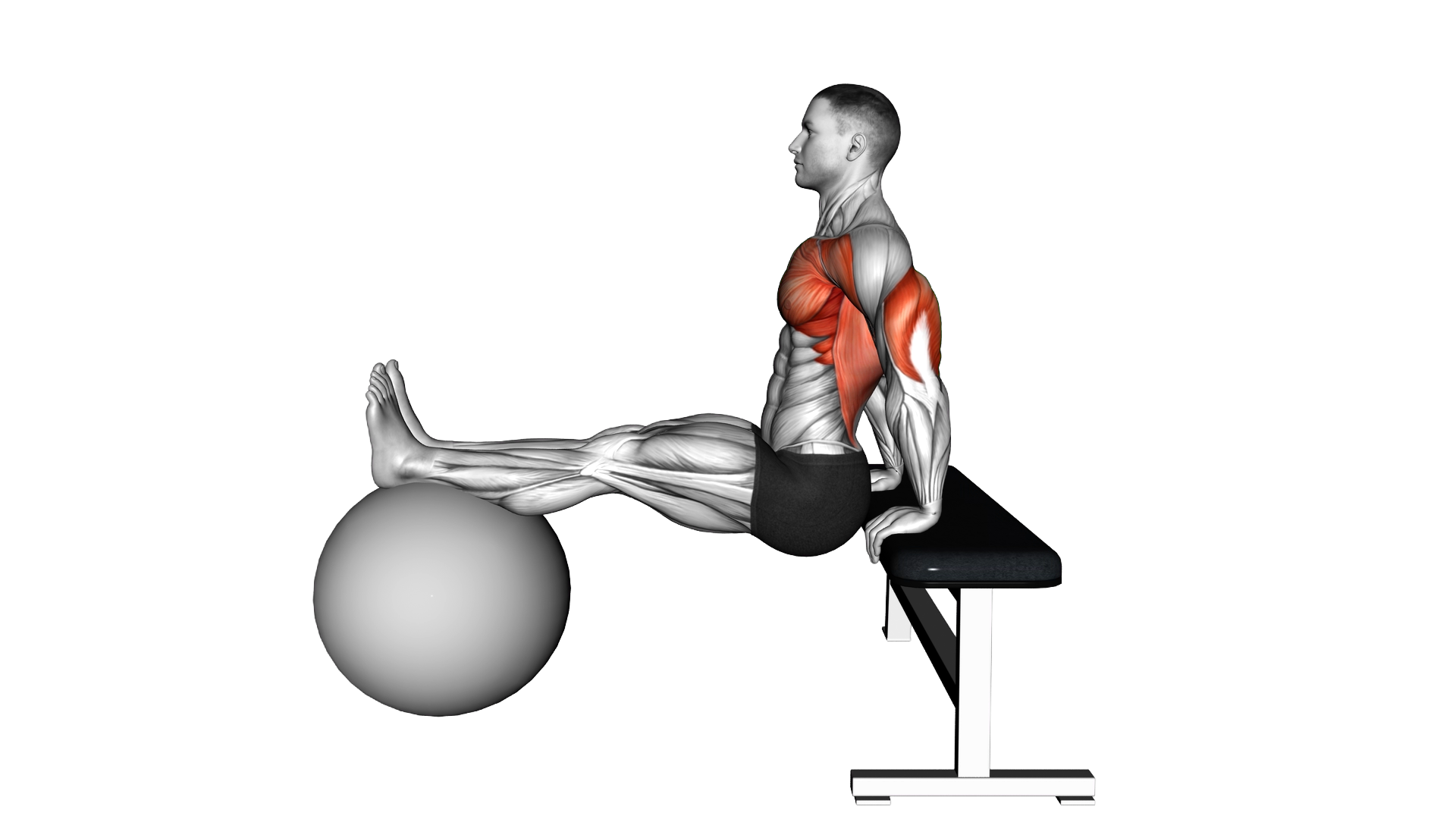 Bench Dip on Stability Ball exercise thumbnail