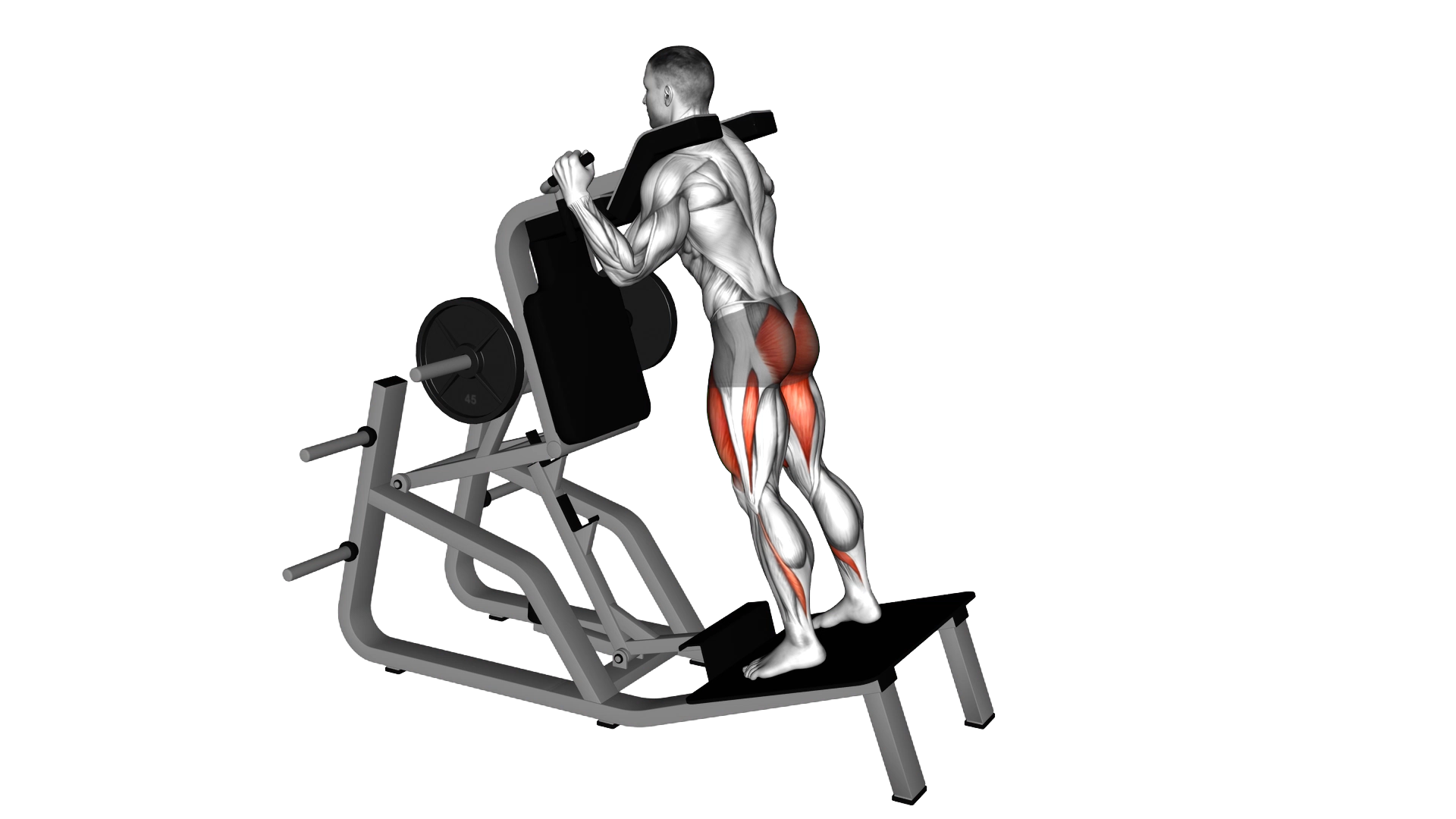 Lever Reverse Vertical Hack Squat exercise demonstration
