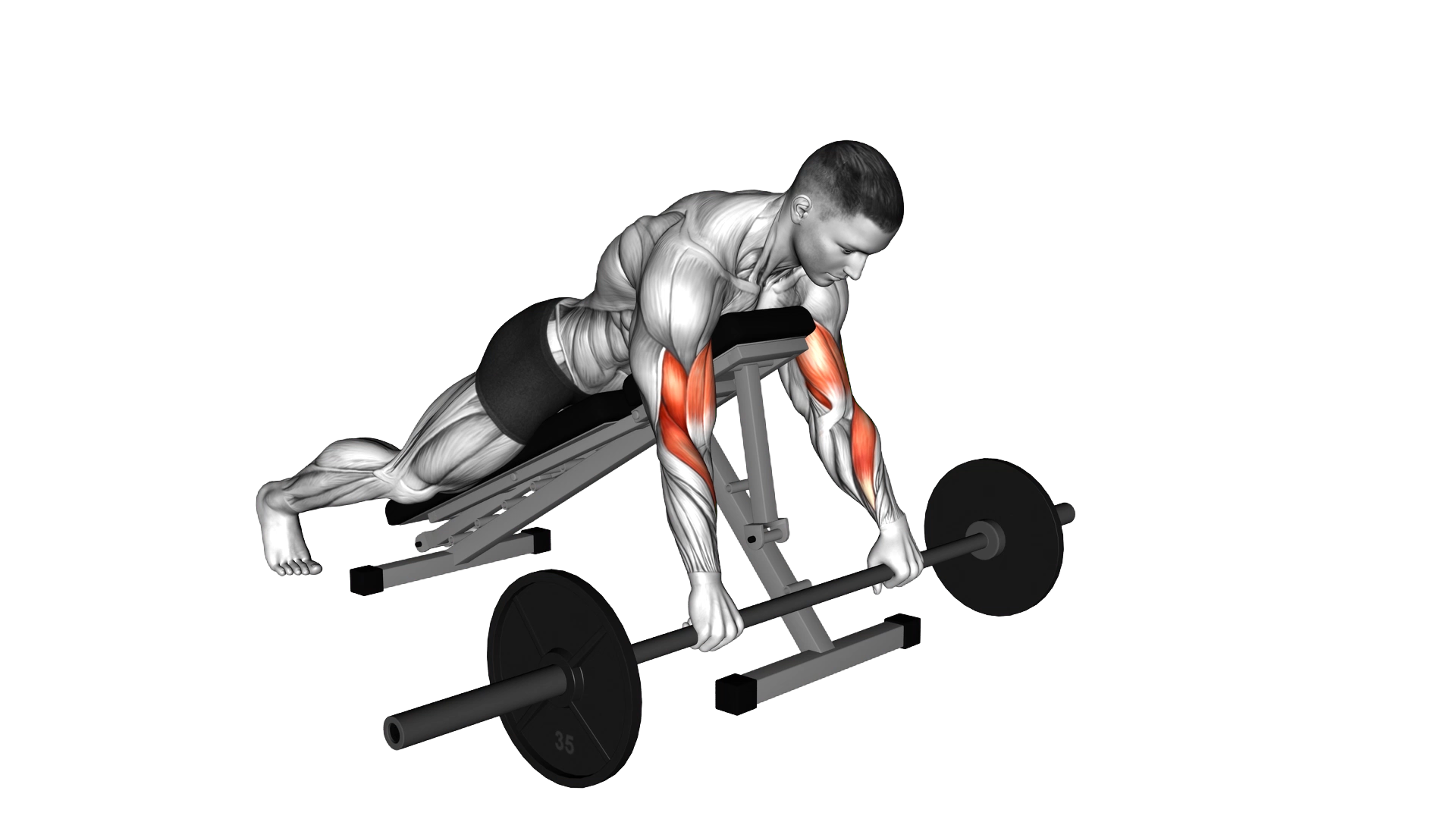 Barbell Reverse Spider Curl exercise demonstration