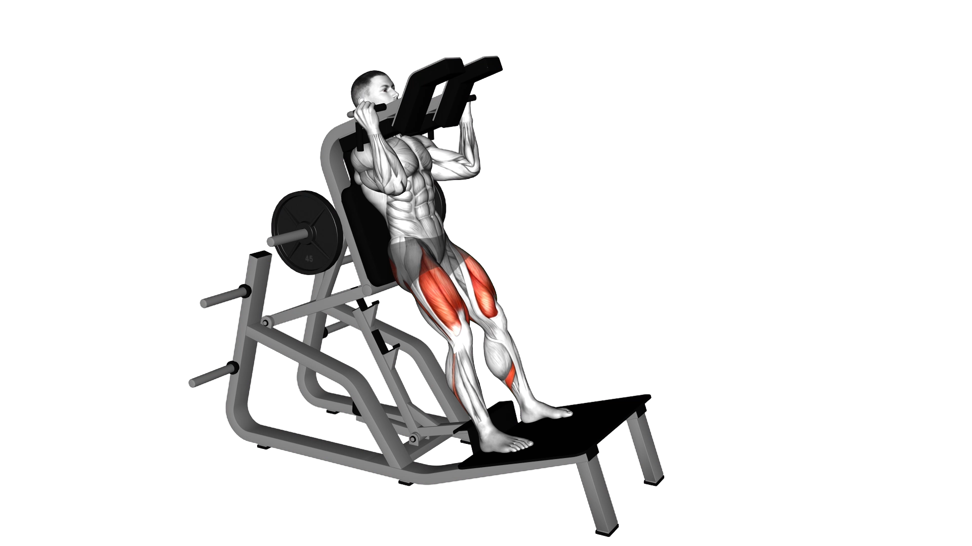 Lever Vertical Squat exercise demonstration