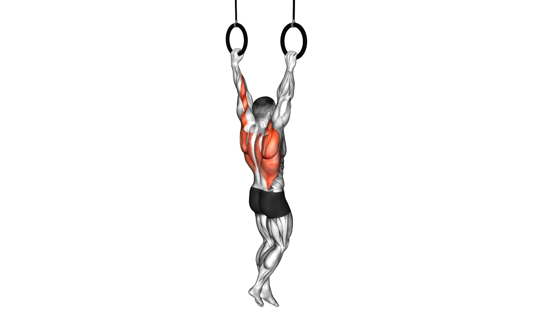 Ring Pull Up exercise demonstration