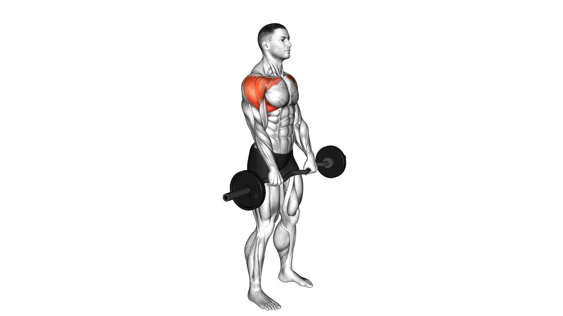EZ Bar Standing Front Raise exercise demonstration