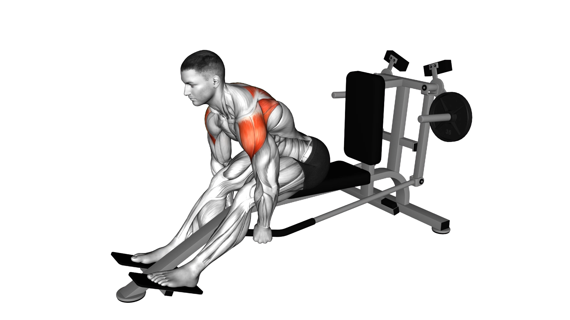 Lever Seated Bent Over Rear Delt Fly exercise demonstration