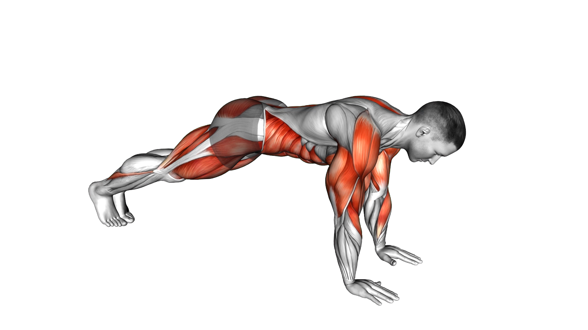 Mountain Climbers Shoulder Tap exercise demonstration