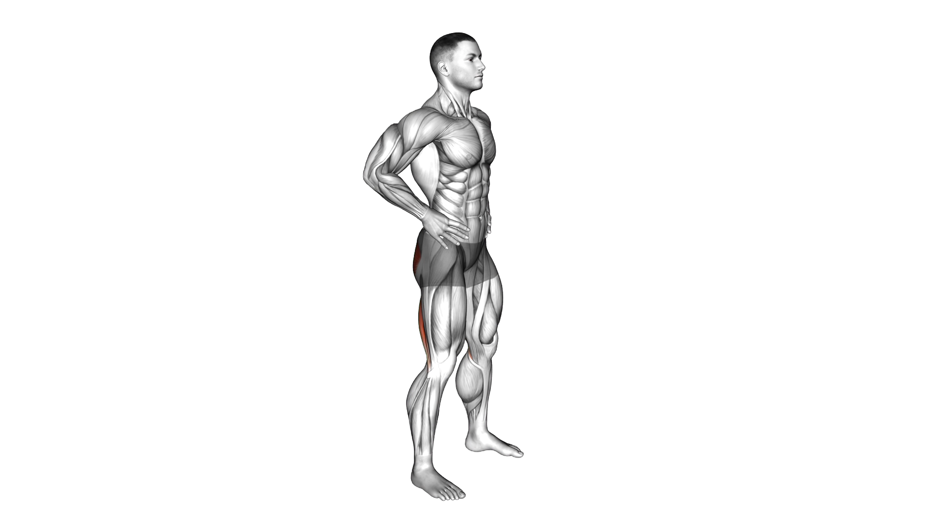 Bodyweight Good Morning exercise demonstration