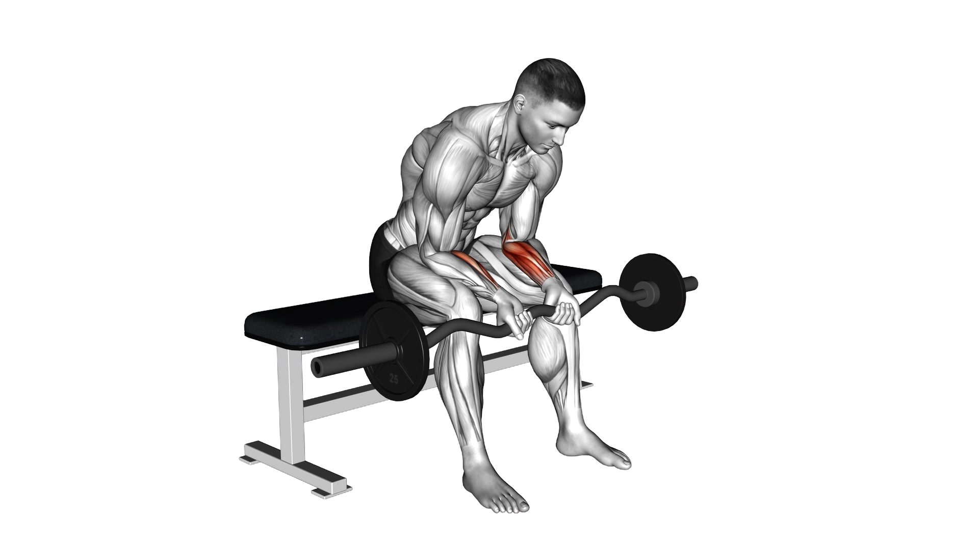 EZ Bar Seated Wrist Curl exercise demonstration