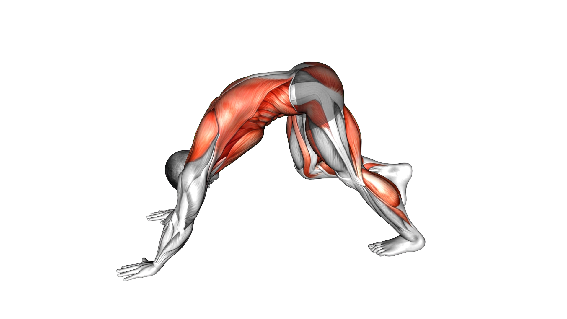 Downward Dog Sprint exercise demonstration