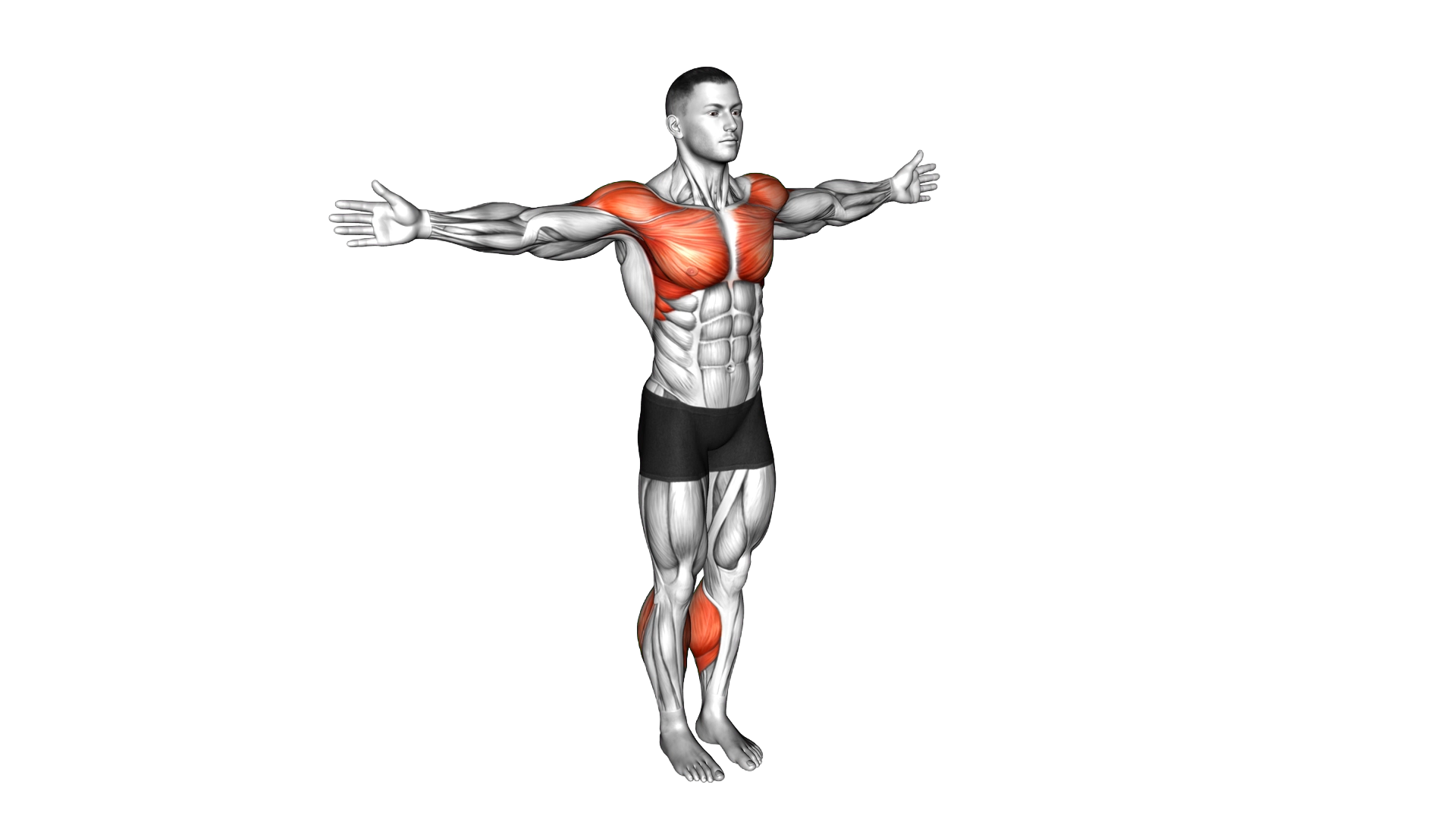Calf Raise Clap exercise demonstration