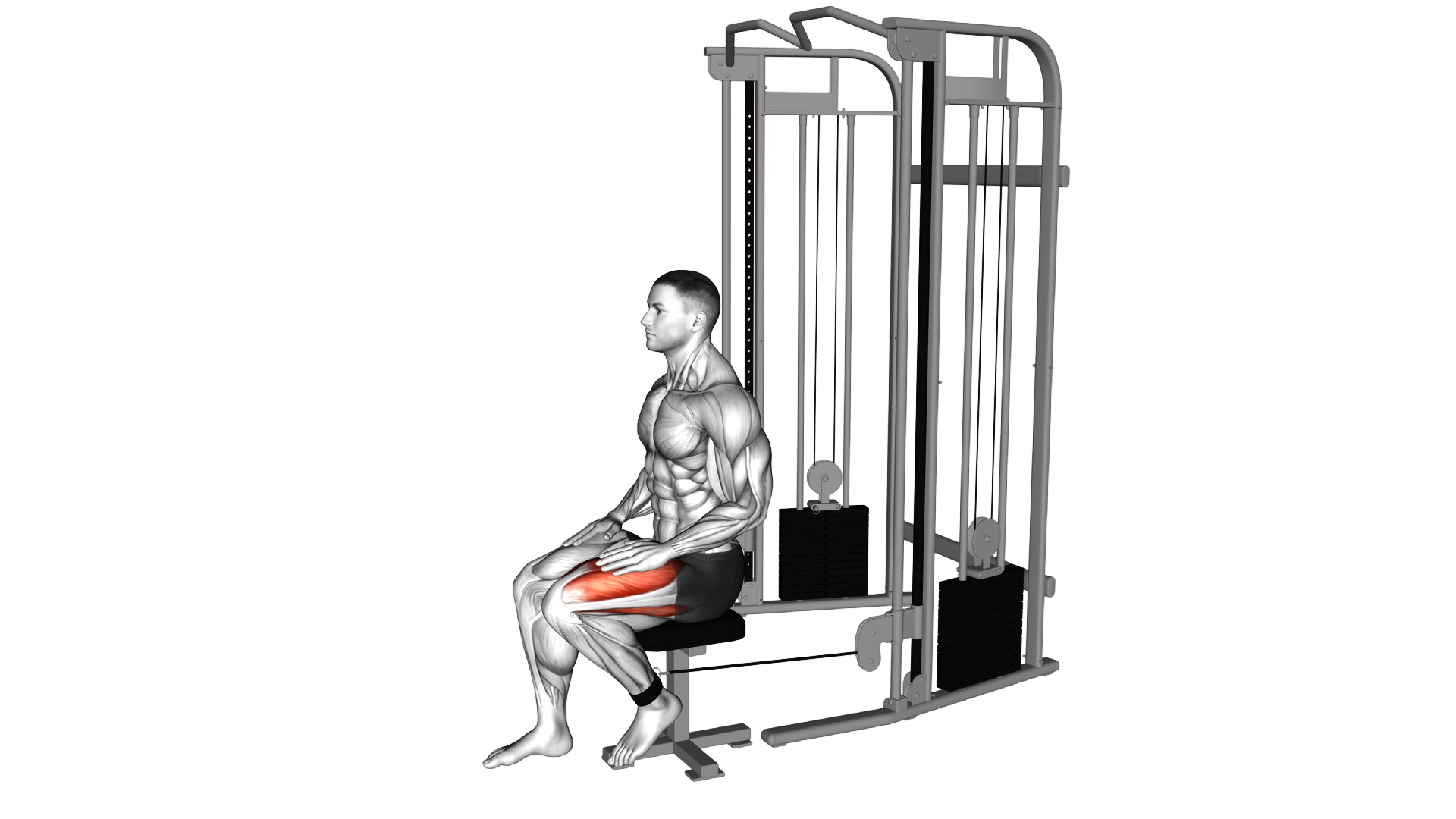 Cable Seated Leg Extension exercise demonstration